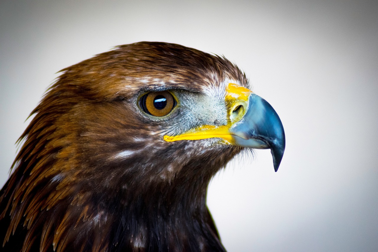 Adler Kopf im Profil
